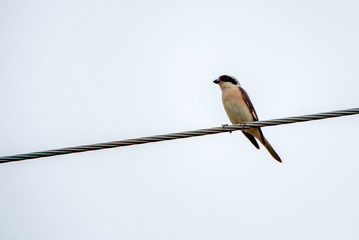 Lesser grey shrike or Lanius minor rests on cord