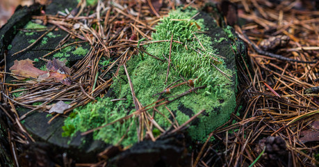Moss and needles on hemp. Closeup of a forest.