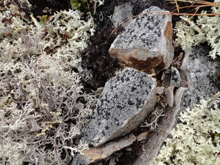 chopped stone in moss