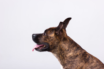 American staffordshire terrier