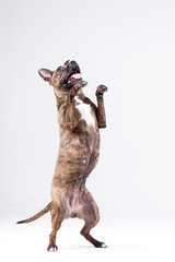 American staffordshire terrier