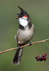 Obraz premium Red-whiskered bulbul is about 20 centimetres in length. It has brown upper-parts and whitish underparts with buff flanks and a dark spur running onto the breast at shoulder level.