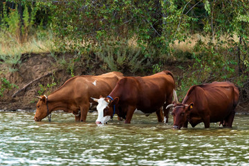 Cows drink water from river