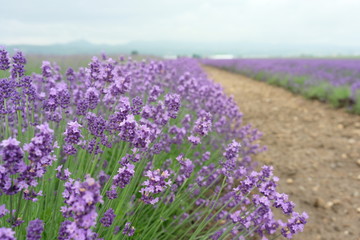 Obraz premium Close up of fresh lavender flowers in Furano, Hokkaido, Japan