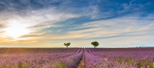 Fotobehang Lavendel Lavendelveld in Valensole in de Provence, Frankrijk