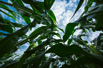 Corn maize crop low angle