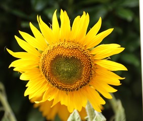 Sonnenblume im Garten