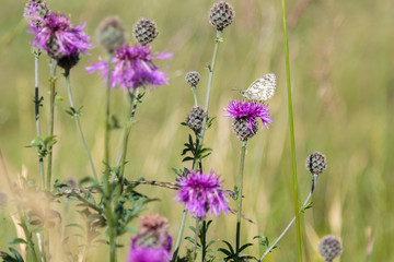 Marbled White Butterfly Nestles on a Purple Flower