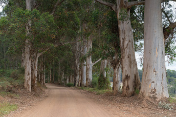 Gravel road through the forests of the Mount Frankland National Park, Western Australia