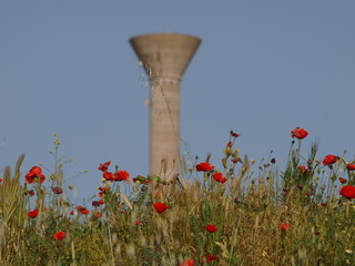 torre y amapolas