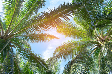 Bottom view of palm trees with blue sky, Palm trees at tropical beach.