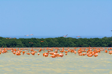 Los flamencos de la Ría Celestún viven en un bonito ambiente natural. 
