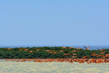 Hay muchos flamencos volando.
