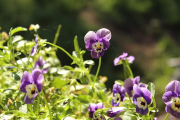 Multiple light purple violas with a blurred background