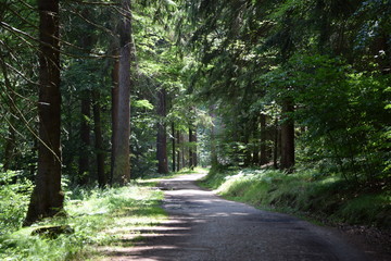 Waldweg