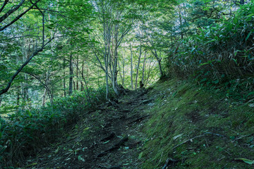 野反湖〜地蔵峠の登山道