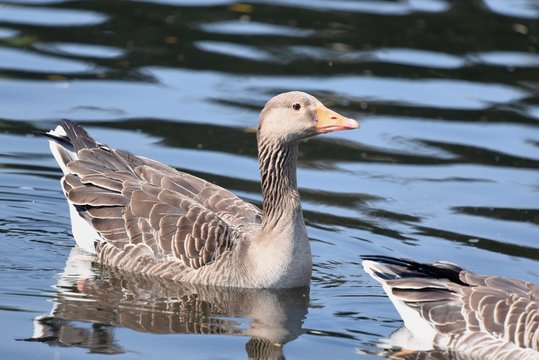 Greylog Goose swimming in the lake