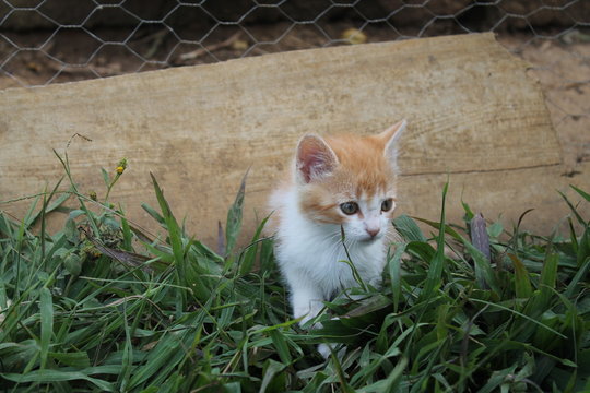 felino