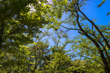 Scenery of Chiba Park in Chiba city, Chiba prefecture, Japan