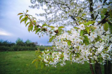 Fototapeta na wymiar Pear tree in a small orchard in Masovian Voivodeship of Poland