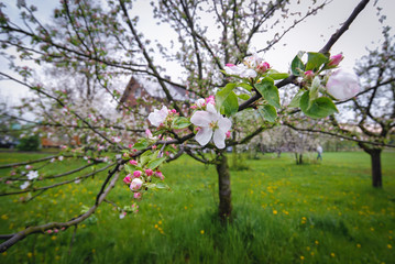 Apple tree in a small orchard in Masovian Voivodeship of Poland