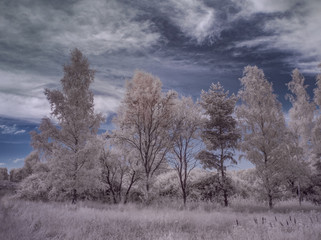 Fototapeta na wymiar infrared photography - ir photo of landscape with tree under sky with clouds - the art of our world and plants in the infrared camera spectrum