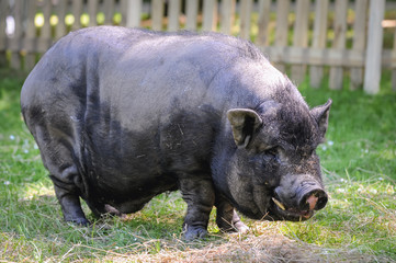Vietnamese Pot-bellied pig in Poland