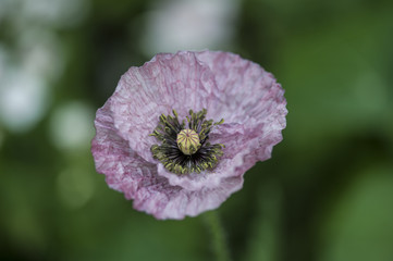 Poppy