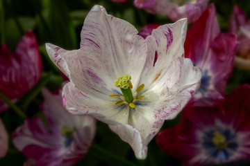 Fresh spring flowers Beautiful tulips.Colorful. Selective focus used with blurred background