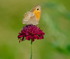 Butterfly on a purple flower