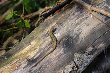 Mauereidechse, Podarcis muralis