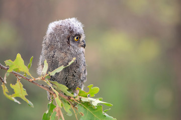 Young European scops owl (Otus scops) sitting on a branch