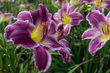 Indian Giver, purple and yellow daylily, close-up