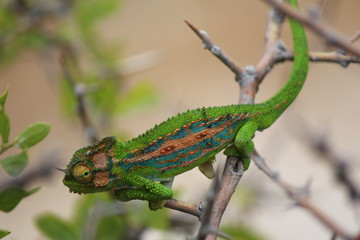 Cameleon in South Africa