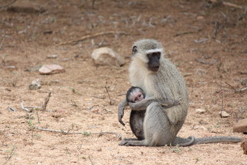 Mother and Son Monhey in the Kruger Park, South Africa