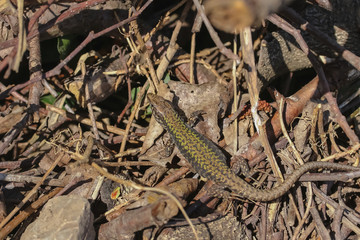 Mauereidechse, Podarcis muralis
