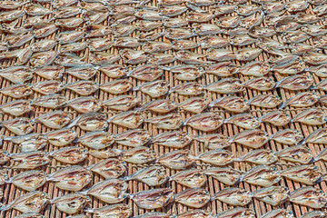 Dried in the sun squid in a village in Malaysia.