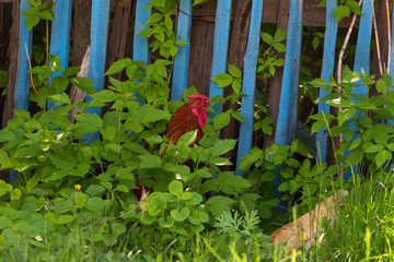 Rooster walking in the tall green grass near the blue fence in the village.