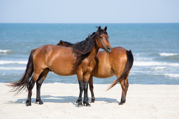two wild chestnut horses on beach Assateague Island National Seashore
