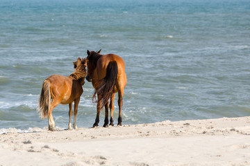 Obraz premium źrebię i koń na plaży Assateague Island National Seashore