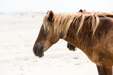 Close up wild horses Assageague Island National Seashore