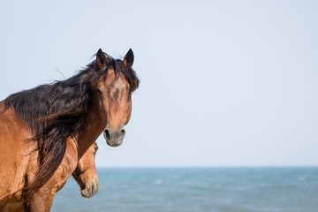 Fototapeta na wymiar Wild horses on beach Assateague Island National Seashore