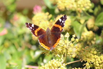 Admiral im Garten