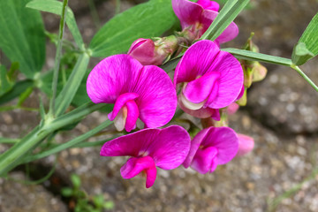 Rosa Blüten der Platterbse, Lathyrus latifolius 
