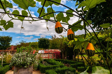  The image focuses on three hanging ornamental gourds on a vine-covered trellis  in an English...