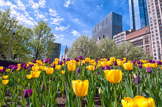 A colorful tulip bed of yellow and magenta flowers against the Chicago skyline. 