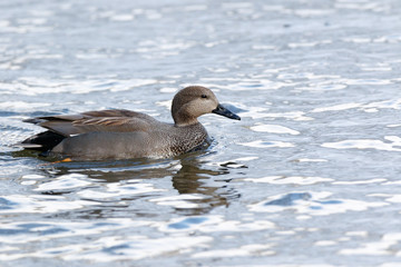 Gadwall (Anas strepera)