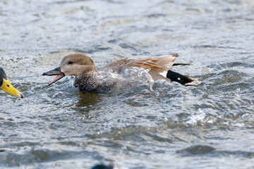 Gadwall (Anas strepera)