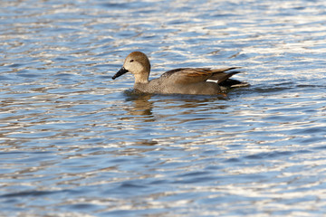 Gadwall (Anas strepera)