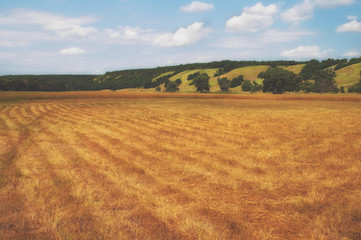 Beveled pastures in a hilly valley. Summer meadows under the blue sky. Rare trees in farmer farmlands